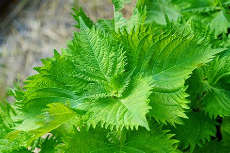 大葉植物種類|シソの種類（原種、品種）｜植物図鑑｜みんなの趣味の園芸（N